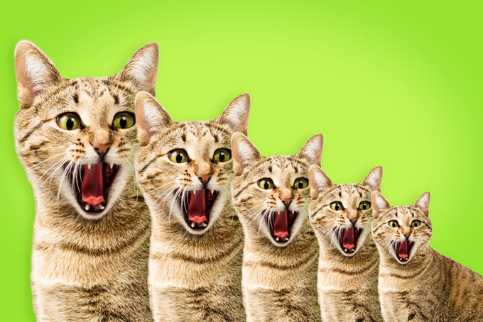 Crazy Cats