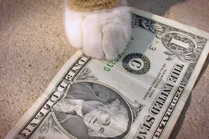 Dollar Cat Small
