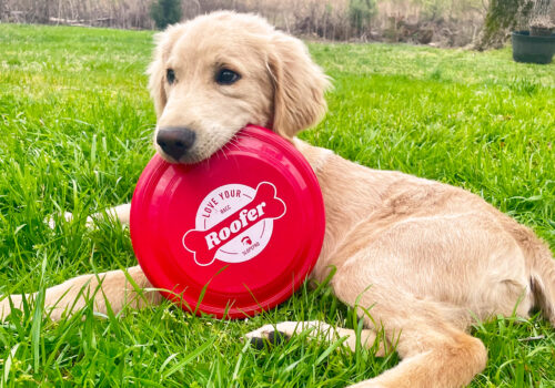 Adopting A Fresh Approach To Brand Loyalty.